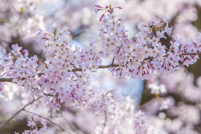 時期 桜 開花